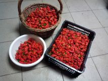 naga morich kosik 1