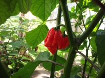 Trinidad Scorpion Butch-T