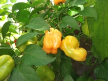 Bhut Jolokia Peach