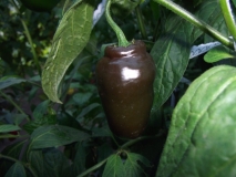 Rocoto Brown