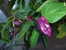 Bhut Jolokia Purple