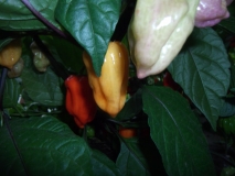 Bhut Jolokia Purple