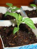 Scotch bonnet 03-01-15