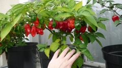 Habanero Red Hybrid