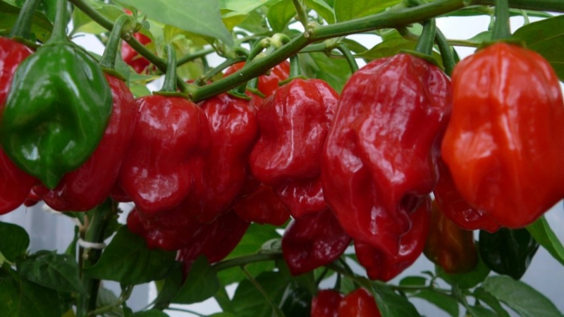 Habanero Red Hybrid