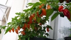 Habanero Orange Hybrid