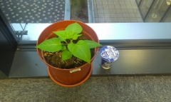 IMAG0014
