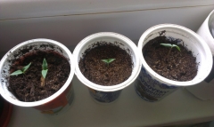 2x bhut jolokia, jalapeno globus, kapie 2014