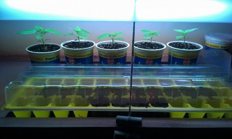 Zasetí Jalapenos 10x, Habanero Orange 2x a Yellow 2x do pařeníčku