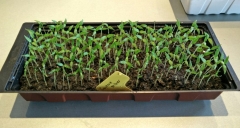 Cayenne Yellow 14 dni