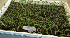 Jalapeno Summer Heat 14 dni