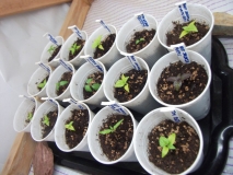 Chinense + 2x Rocoto Brown