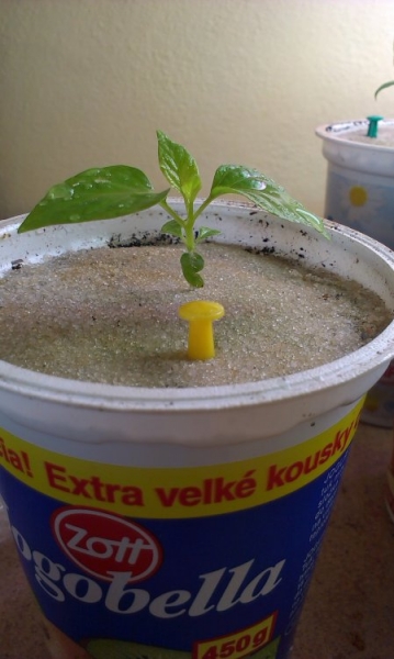 Habanero Yellow 5 týdnů od zasetí