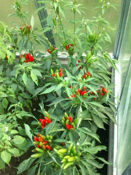 etna peperoncino