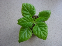 7 pot Yellow 10-02