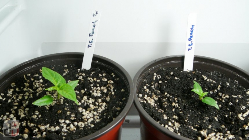 Trinidad Scorpion Peach