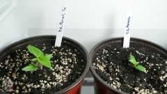 Trinidad Scorpion Peach