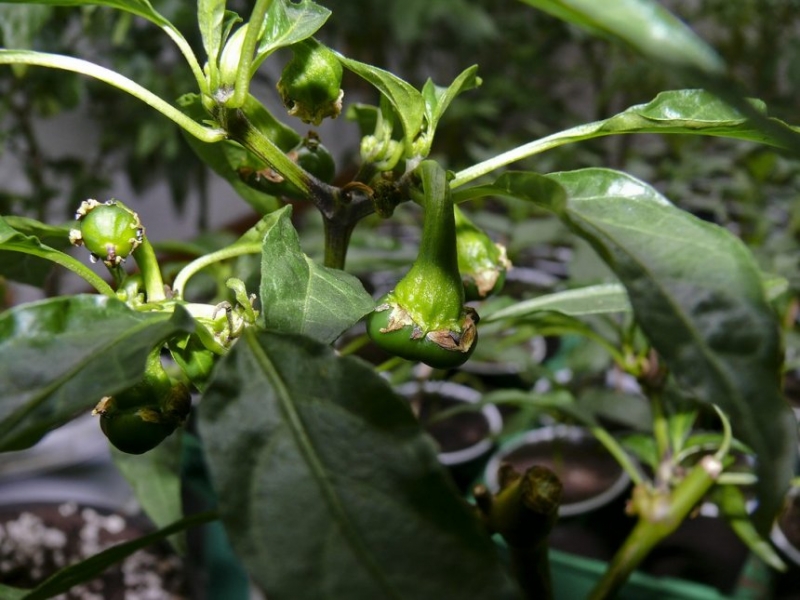 comp chilli 0001