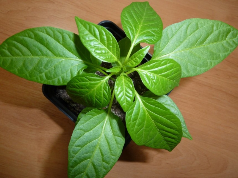 Habanero Tasmanian