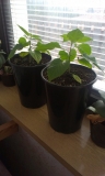 Naga Morich 1.3.2015