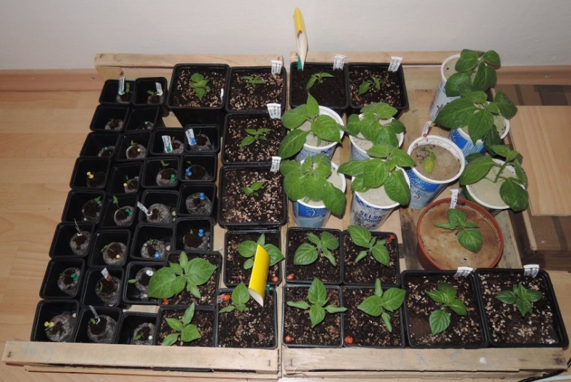 Nové uspořádání 4.3.2015