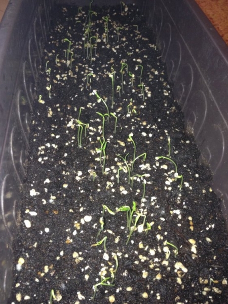 chilli mix 3