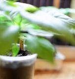 Carolina Reaper