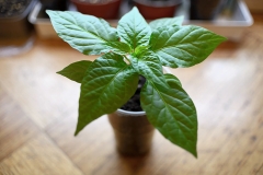 Fatalii Chocolate