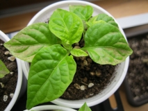 6. týden od výsevu - Trnidad 7 Pot Jonah - listy spálené sluncem (34)