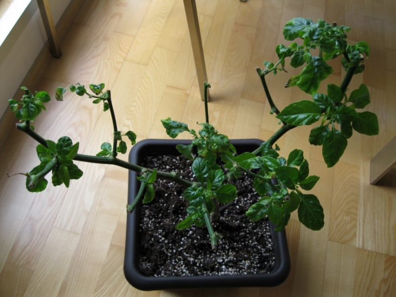 Habanero Red z loňska (35)