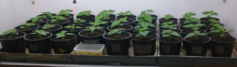 chilli2