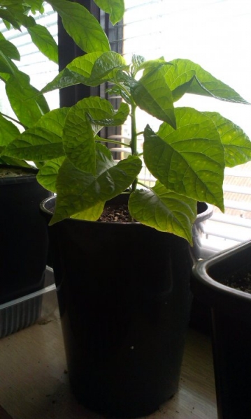 Habanero Orange 22.3.2015
