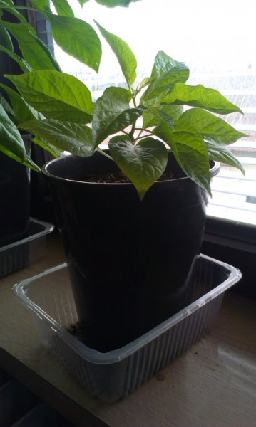 Habanero Yellow 22.3.2015