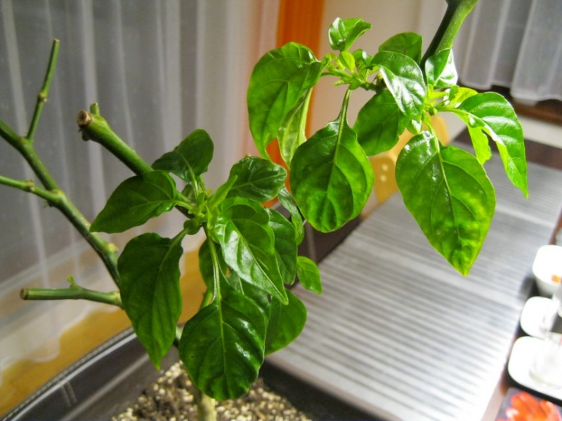 Habanero Red z loňska (41)