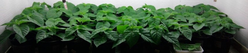 chilli2015