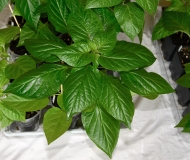 Bhut Jolokia Yellow