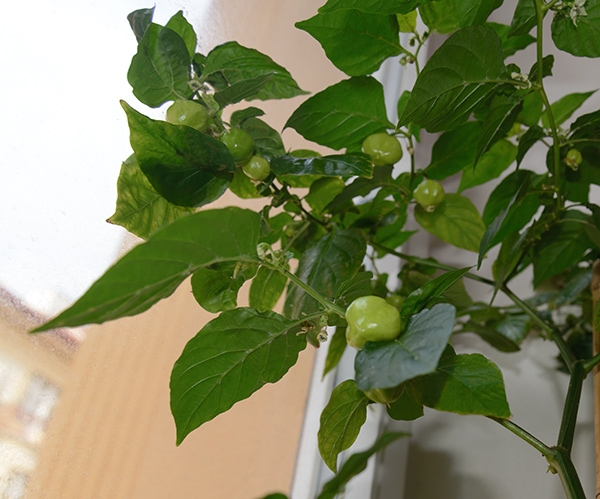 Habanero