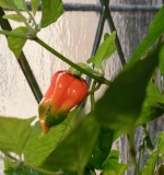 7Pot