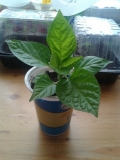 7 POT Brown