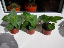 7pot