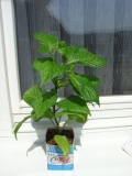 Bhut Jolokia Orange