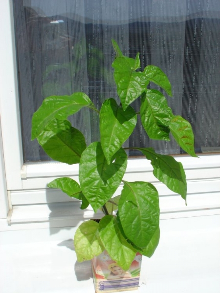 Trinidad Moruga Scorpion