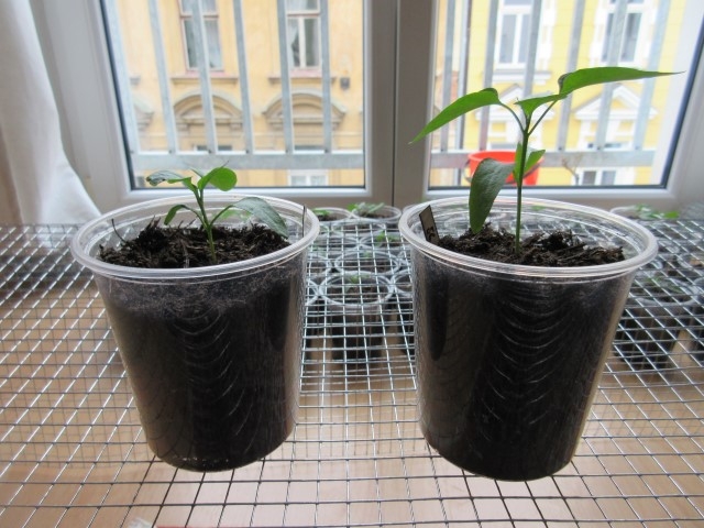 Jalapeno Maylon