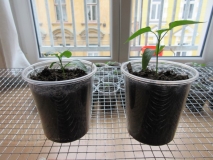 Jalapeno Maylon