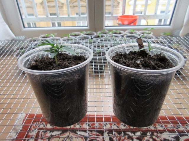 Habanero Bonda