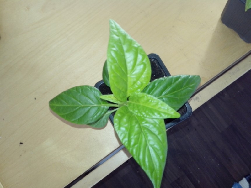 datil