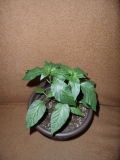 Barbere Coffee Brown 1