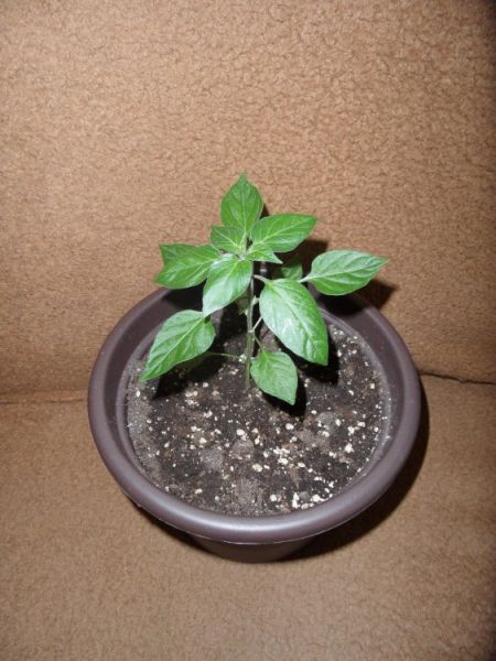 Goat's Weed  1