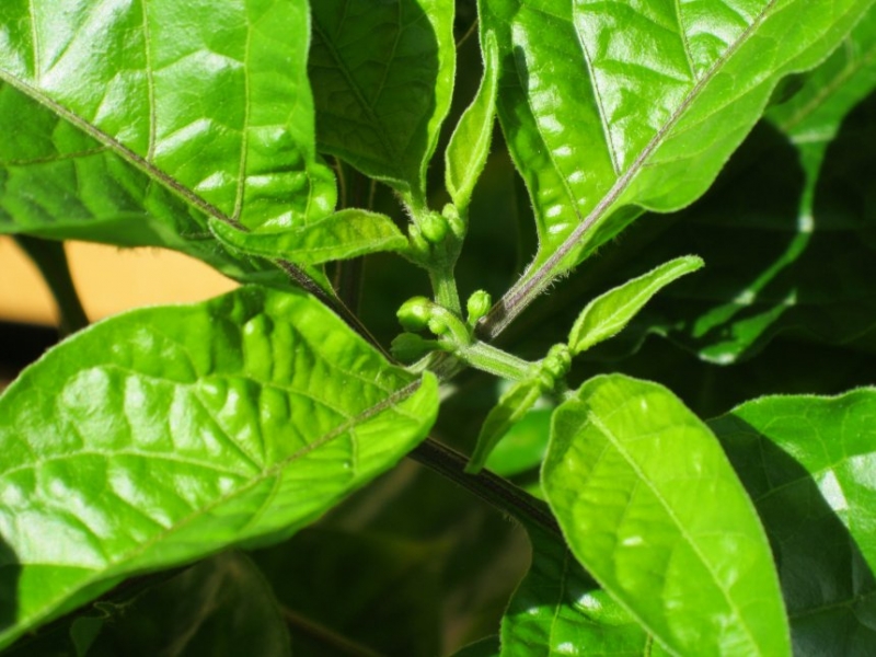 11. týden - Trinidad 7 Pot Jonah s poupaty (55)