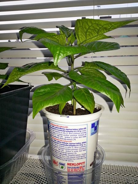 2015-04-23 06.37.19